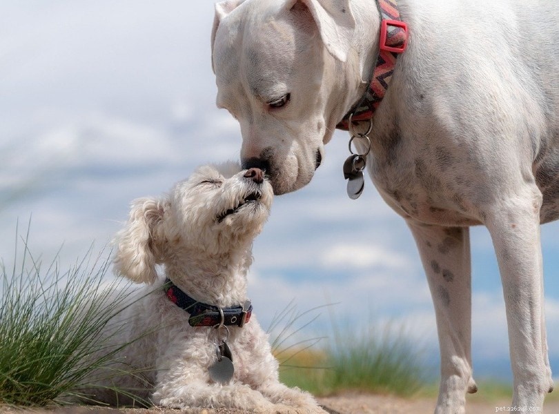 When to Move Your Puppy Home: The 8-12 Week Rule Explained