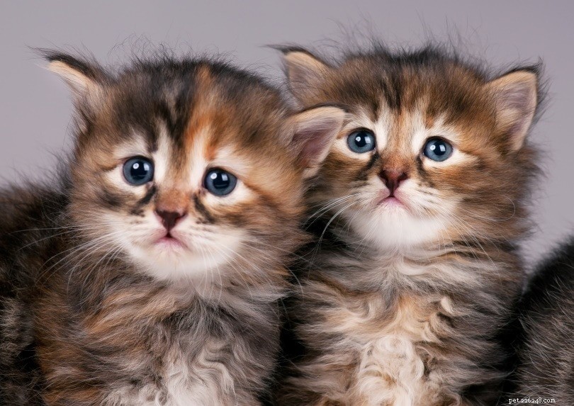 The Complete Guide to Caring for a New Kitten: Expert Tips & Step‑by‑Step Advice