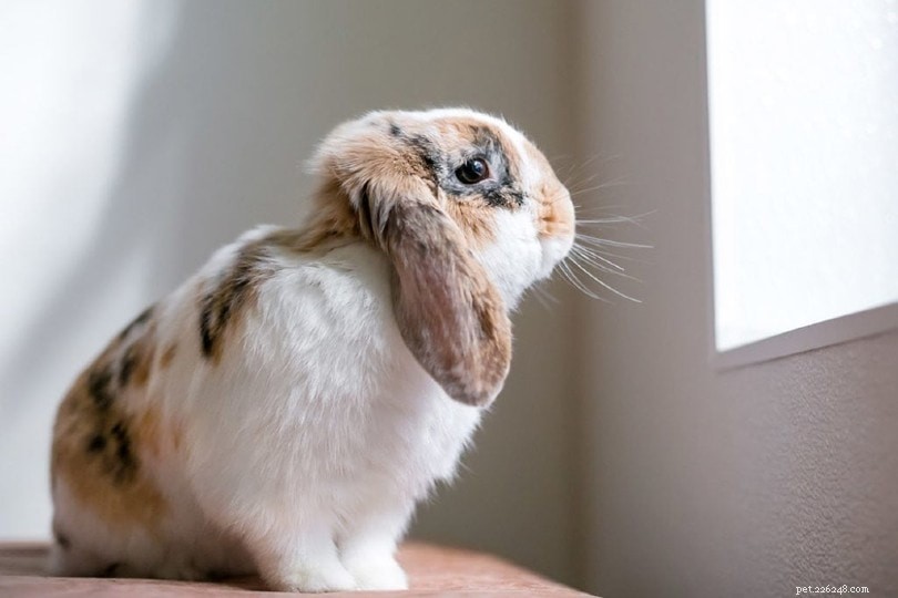 Understanding Depression in Rabbits: Signs, Causes, and Vet‑Recommended Treatments