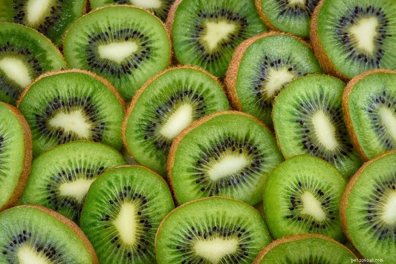 Is Kiwi Safe for Parrots? Essential Feeding Guidelines