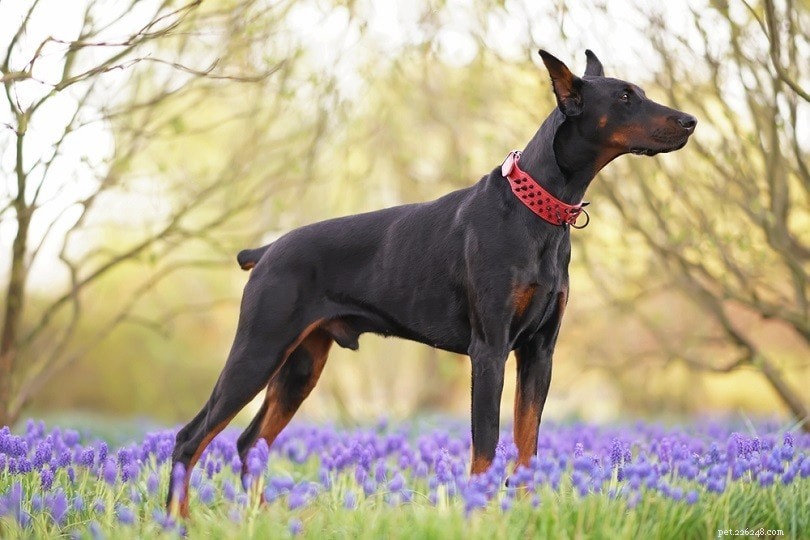 180 Powerful & Unique Doberman Names to Choose From (2022)
