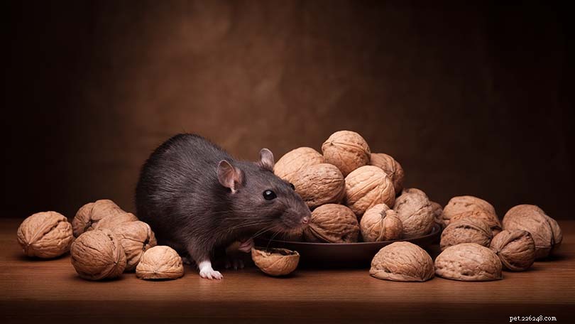 Are Walnuts Safe for Pet Rats? Key Facts and Tips