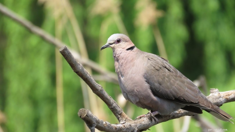 Ring‑Necked Dove: Low‑Noise Pet for East & South Africa – Care, Diet & Health Guide