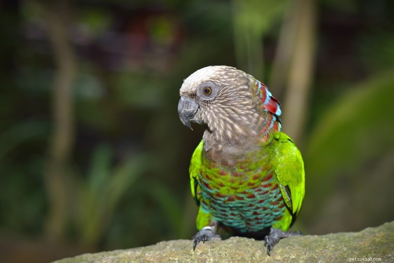 Hawk-Headed Parrot (Red Fan): A Rare, Colorful Companion for Experienced Keepers