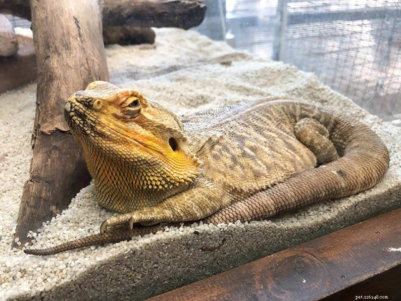 81 Intriguing Bearded Dragon Facts Every Owner Should Know