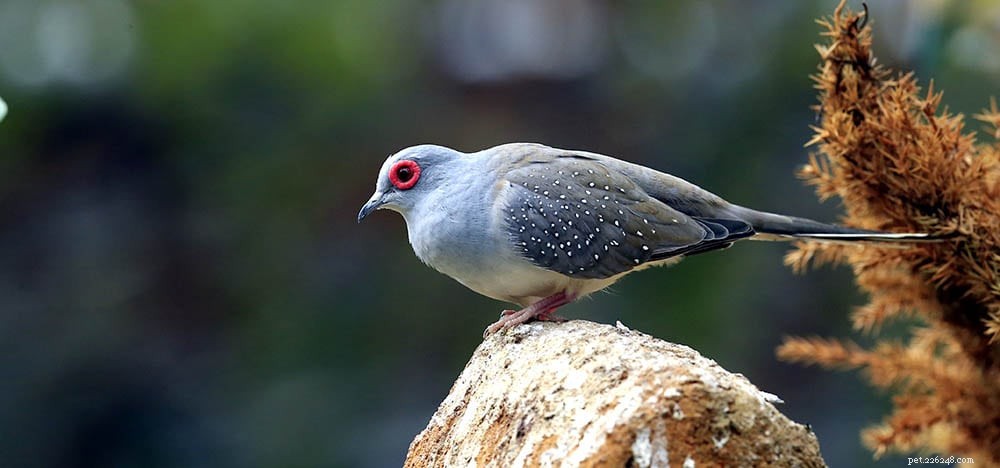 Diamond Dove: A Beginner-Friendly Bird for New Avian Enthusiasts