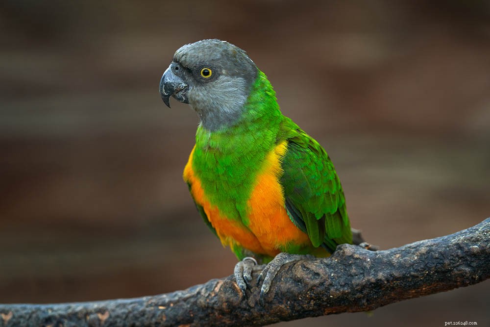 Senegal Parrot (Poicephalus senegalus): A Charming African Companion