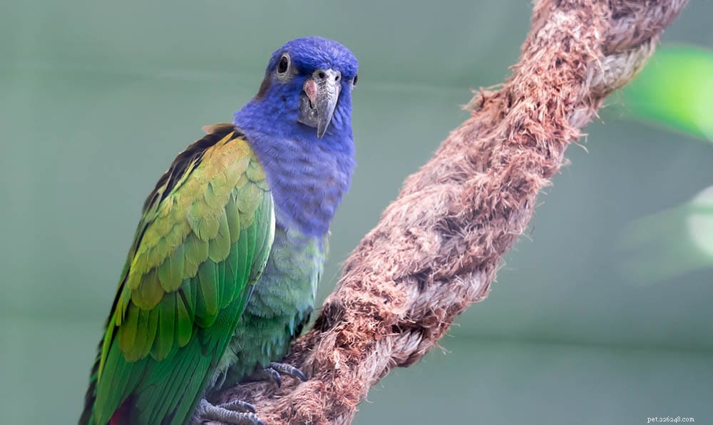 Pionus Parrot – Beautiful, Quiet Companion from Central & South America