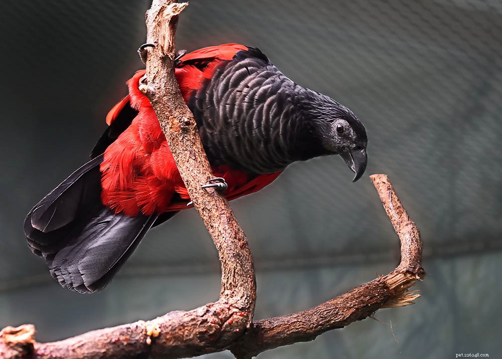 Pesquet s Parrot: Rare and Intriguing Avian Species