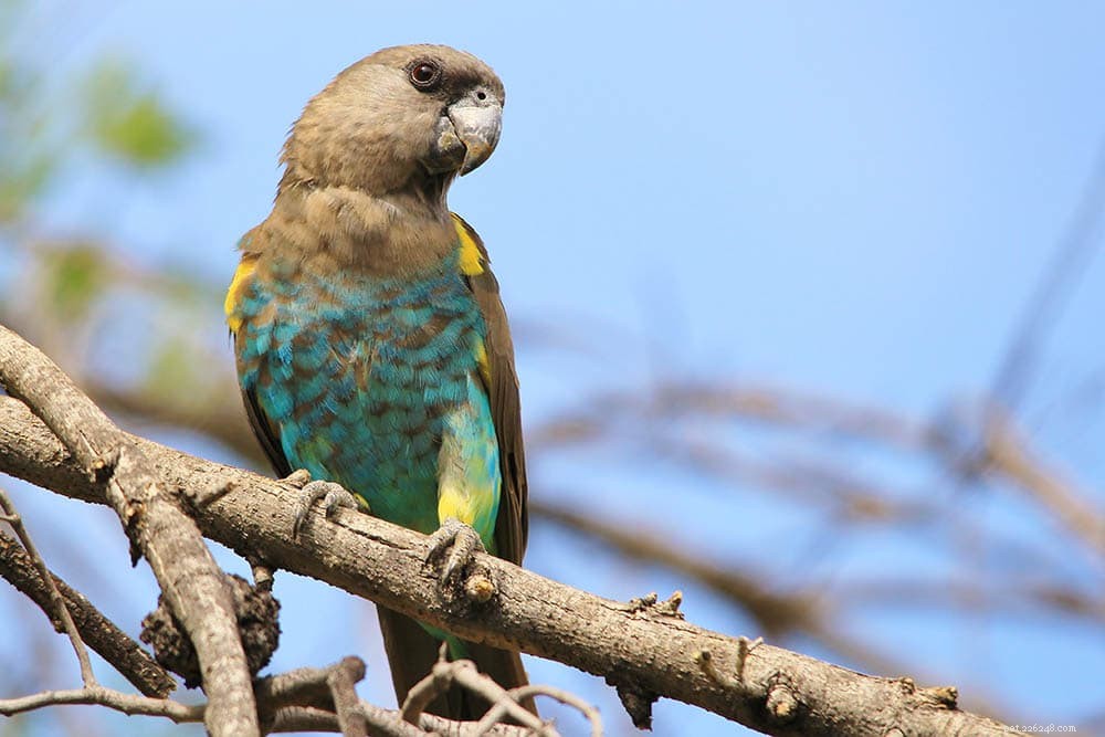 Meyer’s Parrot: Rare African Pet with Gentle Personality