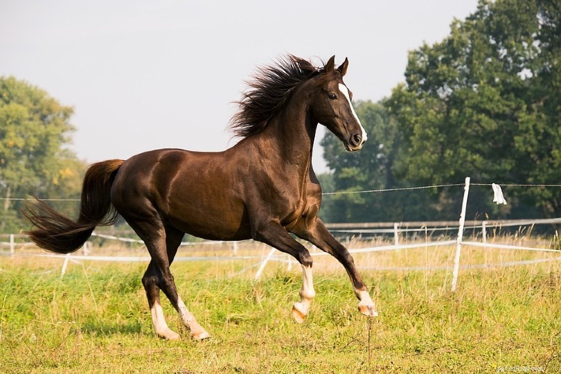 35 Key Equestrian Competition Facts: From Jumping to Dressage