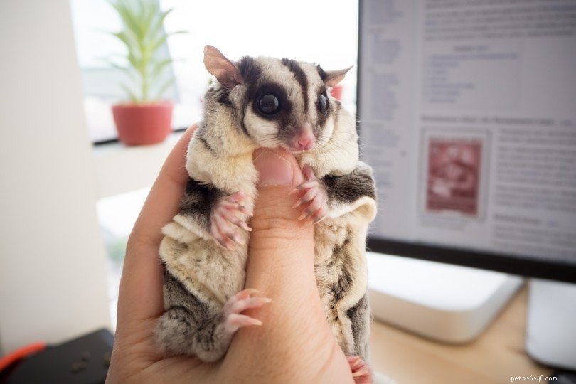 10 Surprising Facts About Sugar Gliders You Must Know