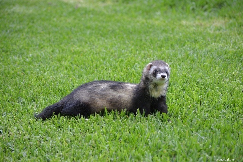 10 Fascinating Ferret Facts You Didn t Know – Expert Insights