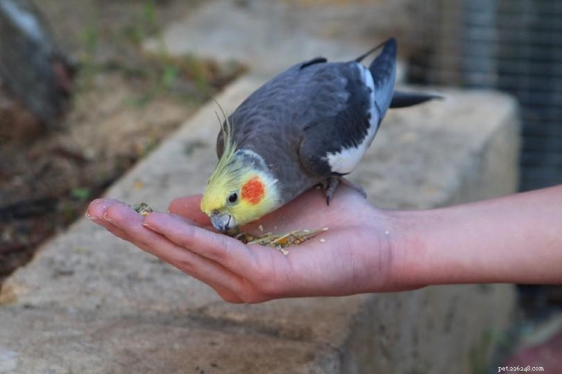 Is Rice Safe for Cockatiels? Expert Guide on Feeding Options
