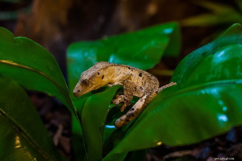 Choosing the Perfect Name for Your Crested Gecko