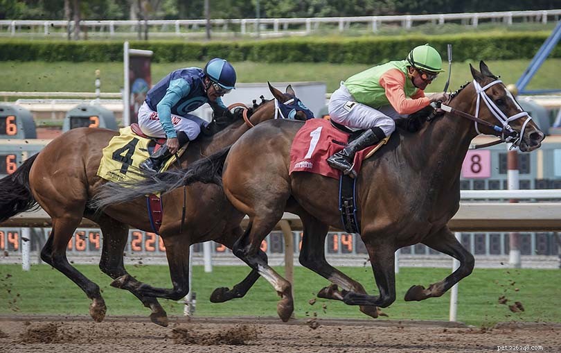 10 Surprising Horse Racing Facts Every Enthusiast Should Know
