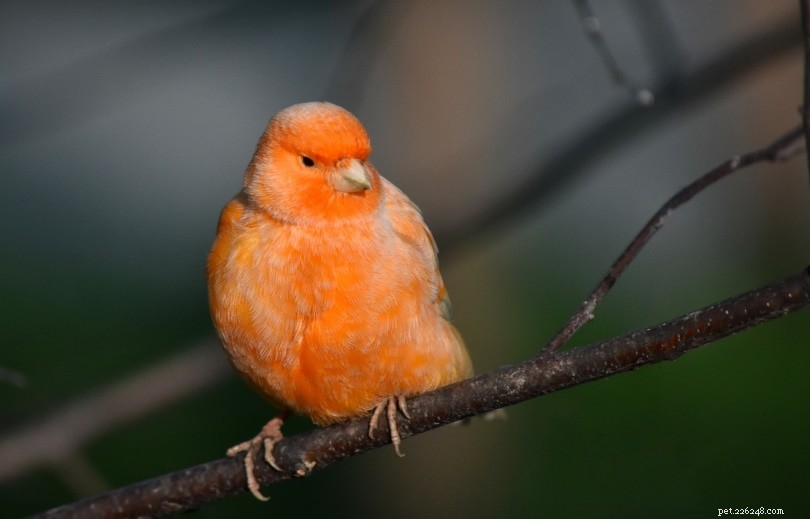 Red-Factor Canary: A Stunning Color Masterpiece