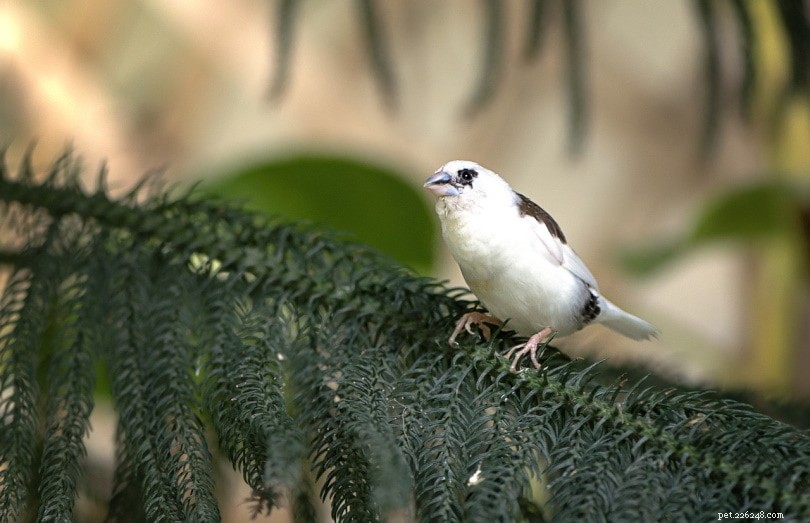 40 Surprising Finch Facts: What You Didn t Know About These Charming Birds