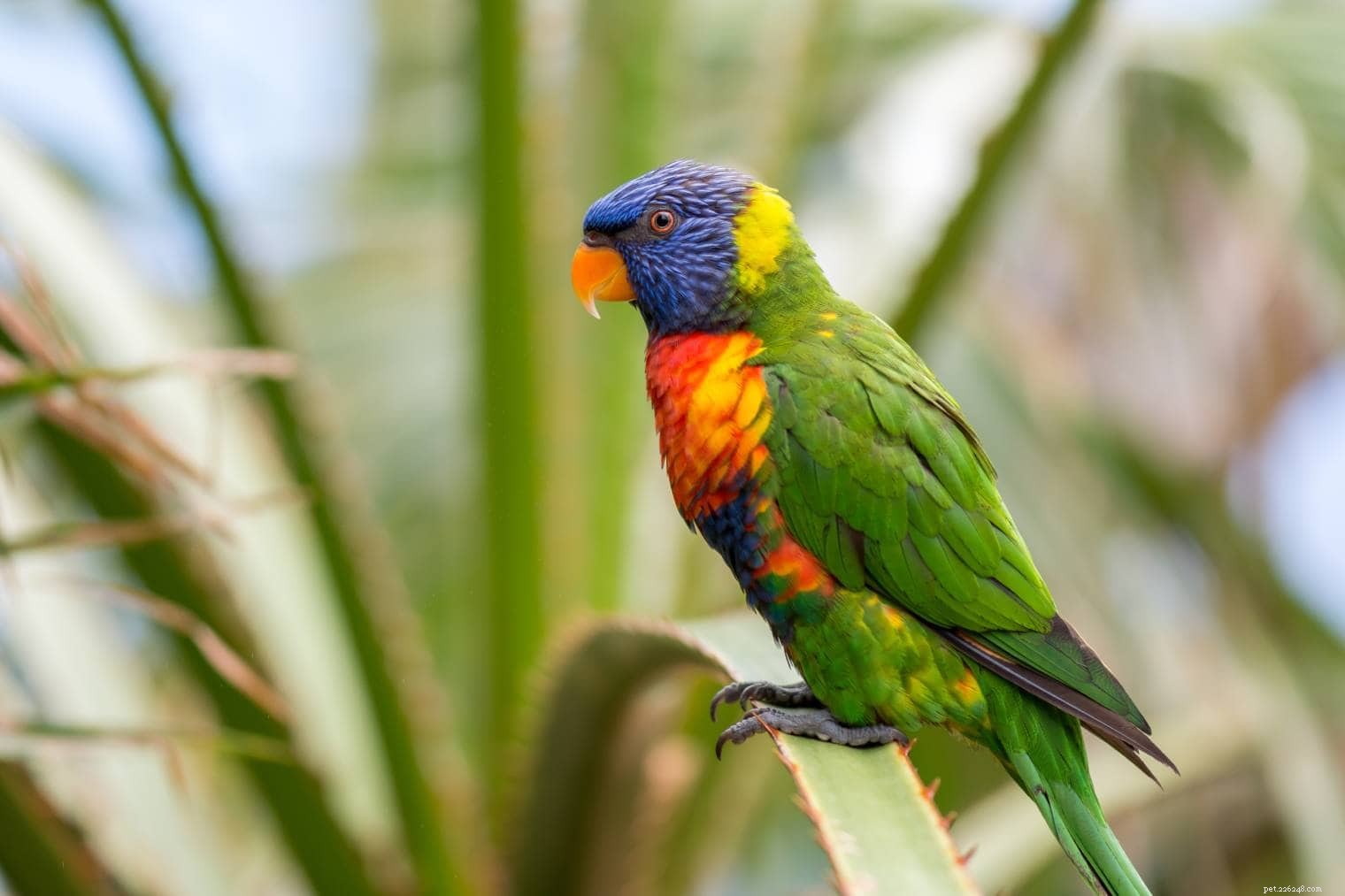 Swainson’s Blue Mountain Lorikeet: Vibrant Australian Parrot & Care Guide