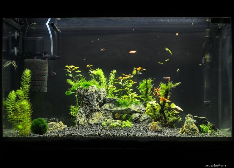 19 Essential Fishkeeping & Aquarium Tips Every Hobbyist Should Know