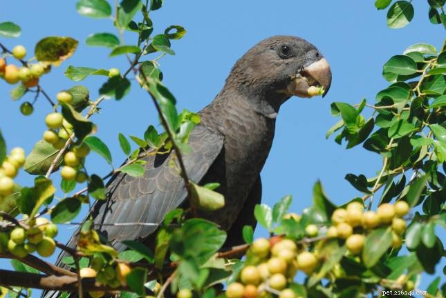 The Vasa Parrot: A Quiet, Long‑Necked Companion for Parrot Lovers