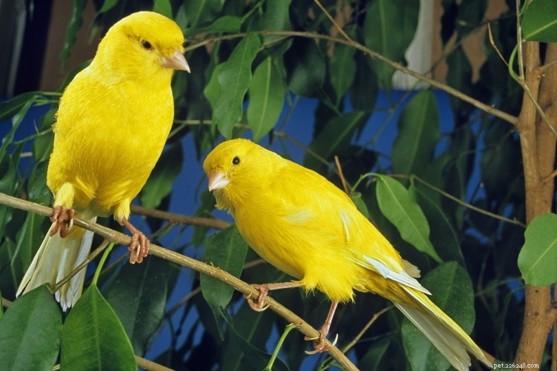 The Ultimate Canary Care Guide: Everything You Need to Know