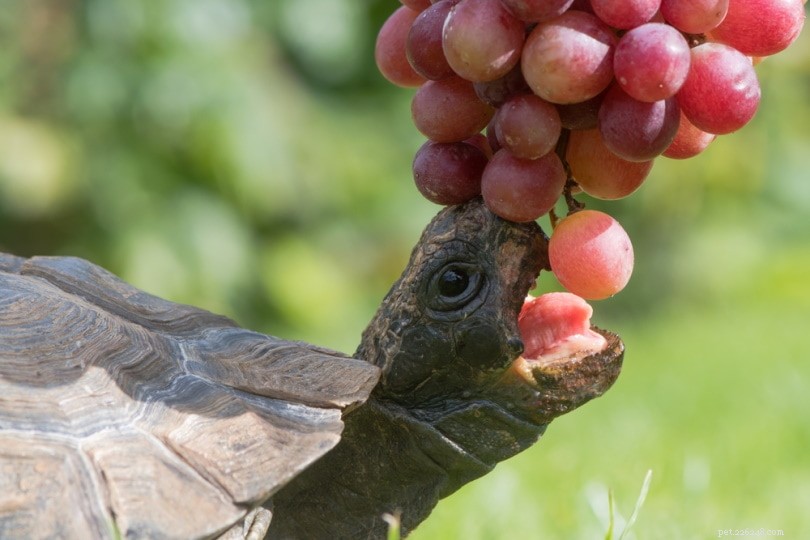 Can Turtles Safely Eat Grapes? A Guide to Their Nutritional Benefits and Risks