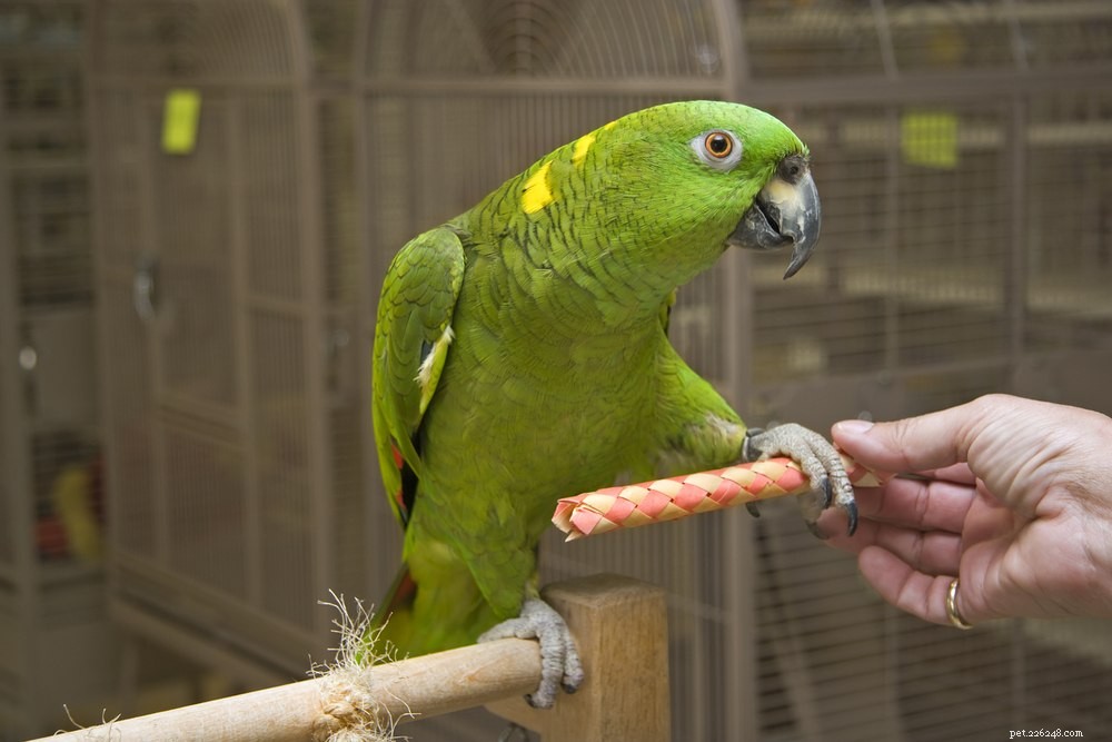 Yellow‑Naped Amazon Parrot: A Powerful, Playful Companion for Experienced Owners