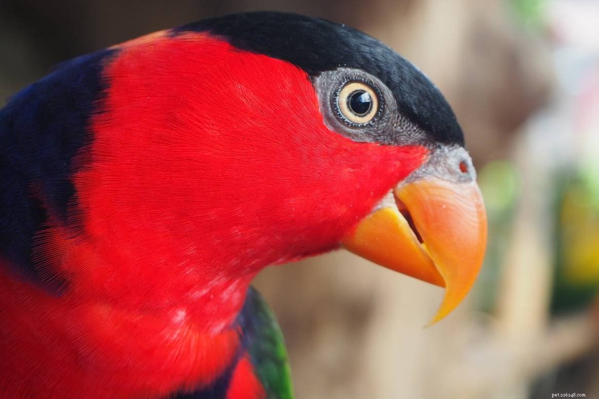 Black Lory: A Playful, Loyal Companion for Bird Lovers
