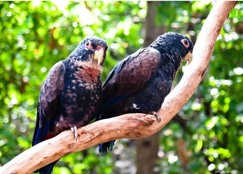 Bronze-Winged Parrot – Stunning Colors, Care Guide & Where to Find Them