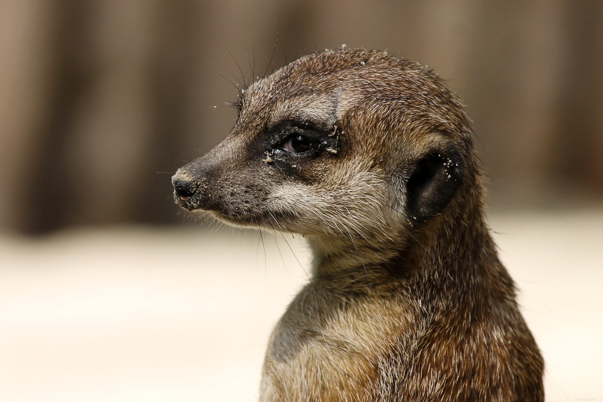 Are Mongooses Suitable as Pets? Pros, Cons, and Care Guidelines