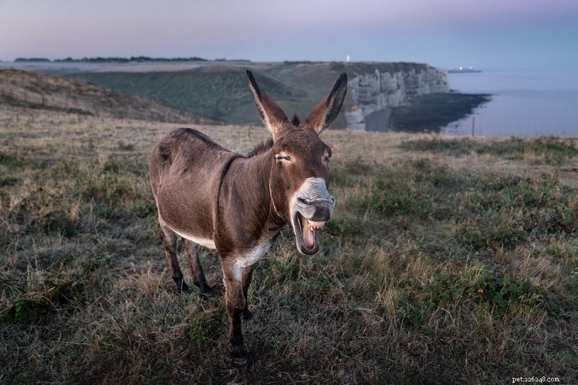 Miniature Donkeys as Pets: Space, Care, and Cost Considerations