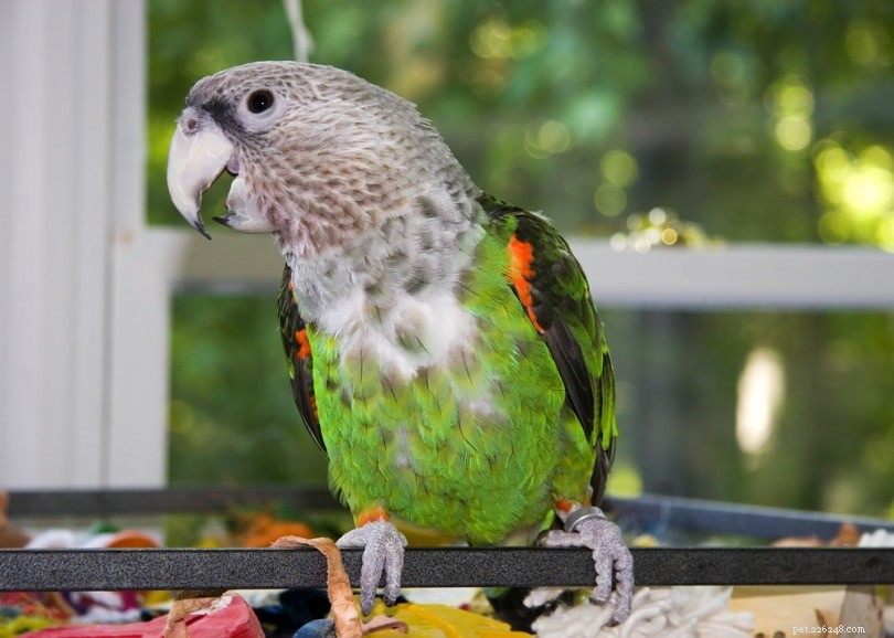 Cape Parrot: South Africa’s Iconic, Stunning, and Affectionate Bird