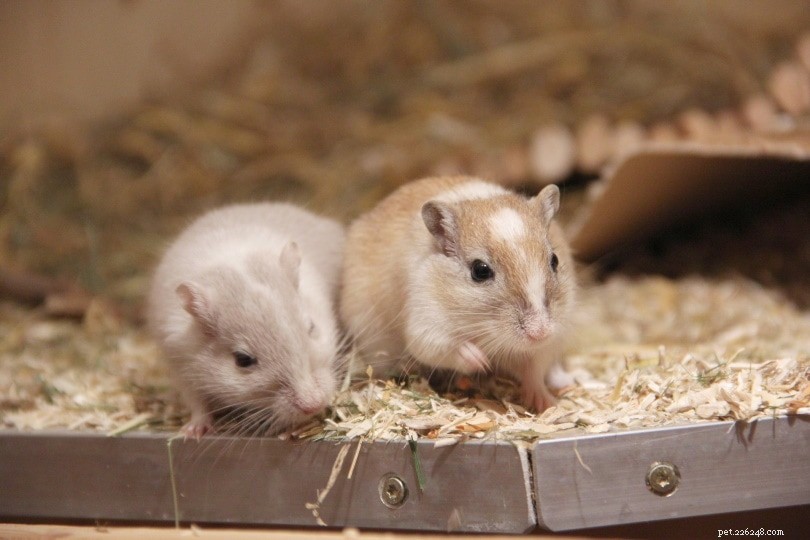 15 Surprising Gerbil Facts: From Desert Origins to Household Companions