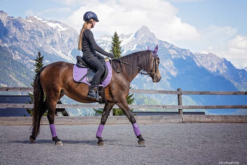 Is Horseback Riding a Sport? Exploring Its Athletic Value and Classification