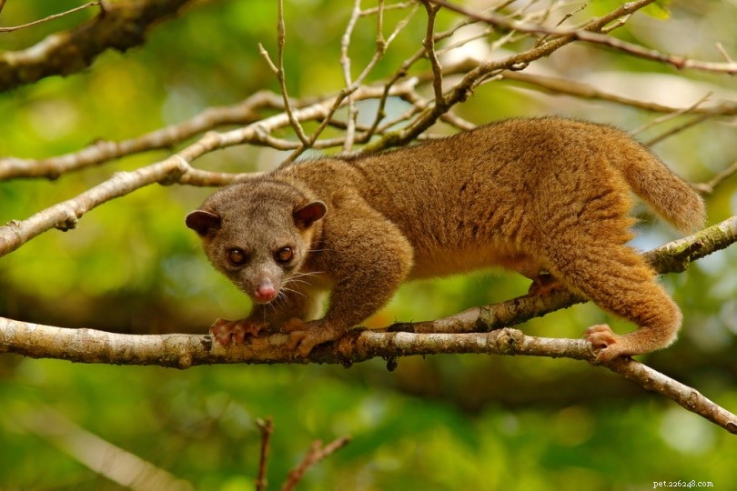 Are Kinkajous (Honey Bears) Suitable as Pets? A Comprehensive Review