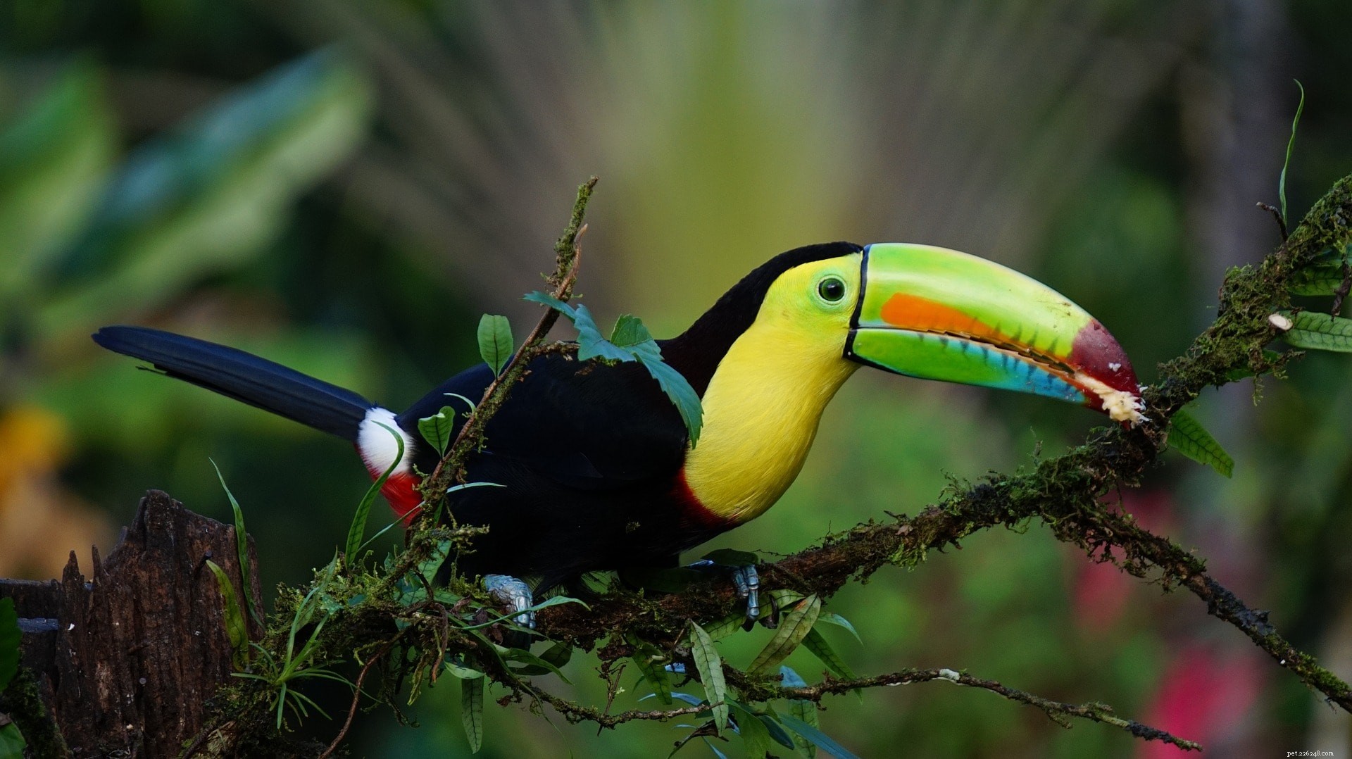 Are Toucans Suitable Pets? Essential Care & Lifestyle Considerations