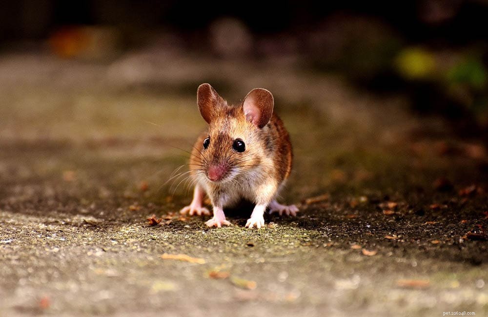 24 Amazing Mice Facts That Will Surprise You
