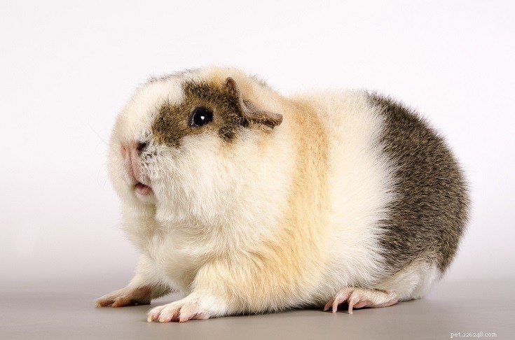 Debunking 10 Guinea Pig Myths: The Truth About Caring for These Delicate Pets