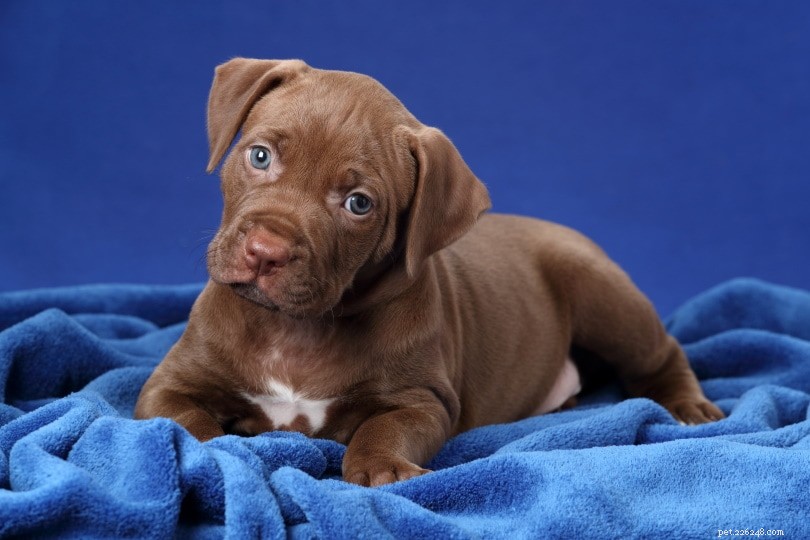 Debunking 8 Common Pit Bull Myths: Separate Fact from Fear