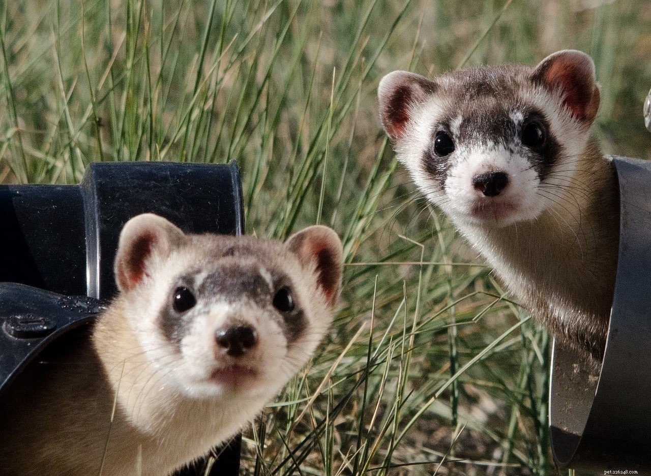 Debunking 15 Common Ferret Myths: What You Really Need to Know