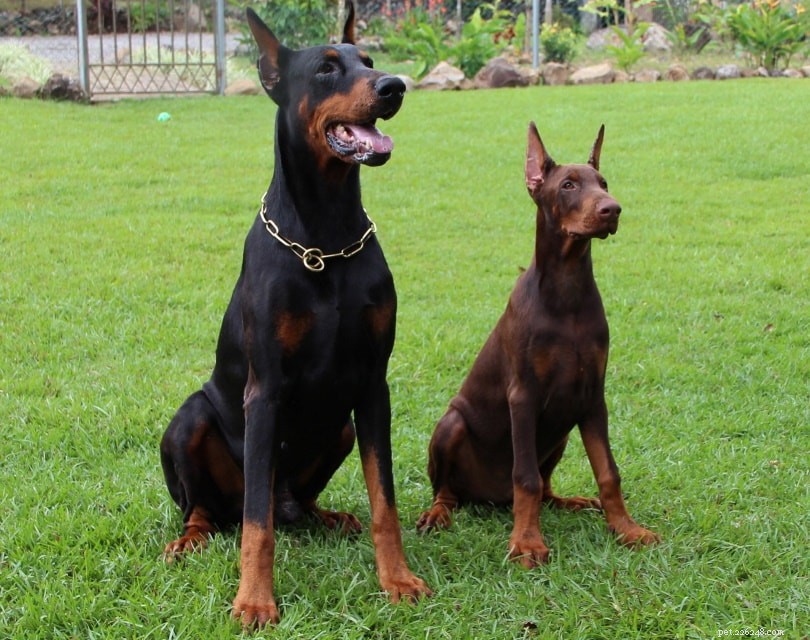 Are Dobermans the Ideal Pet? A Complete Guide to Their Temperament and Care