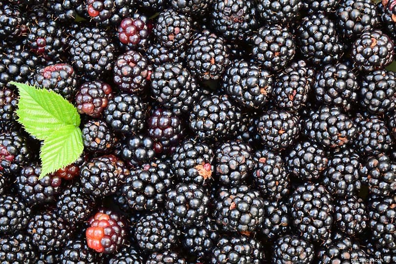 Can Parakeets Safely Eat Blackberries? A Complete Guide