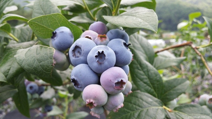 Blueberries for Parrots: Safe, Healthy, and Delicious—What You Must Know