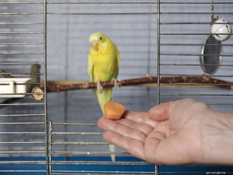 Carrots for Budgies: Safe, Nutritious, and How Much to Feed