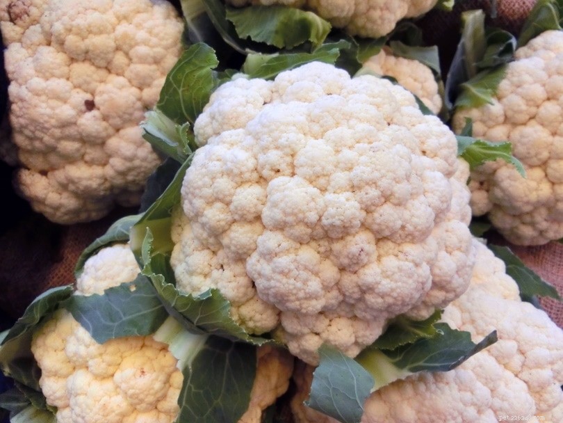 Parakeets & Cauliflower: Safe, Nutritious, and How to Serve