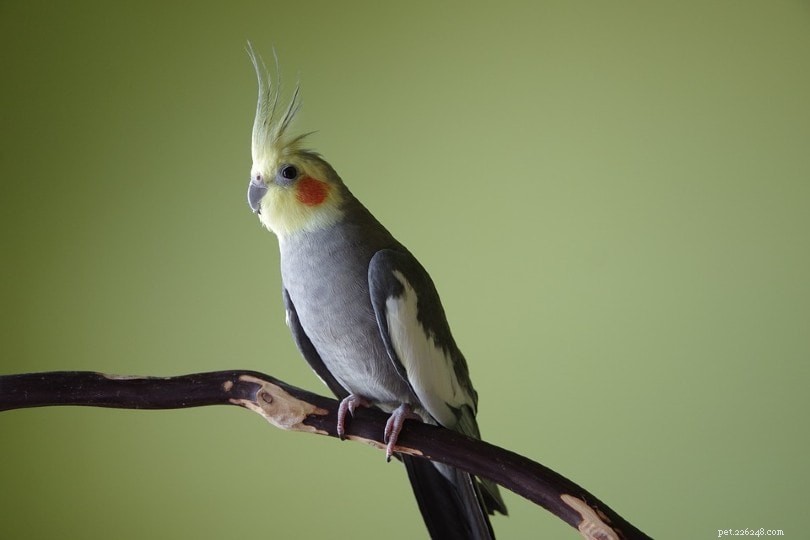 Can Cockatiels Safely Eat Bread? Essential Feeding Guide