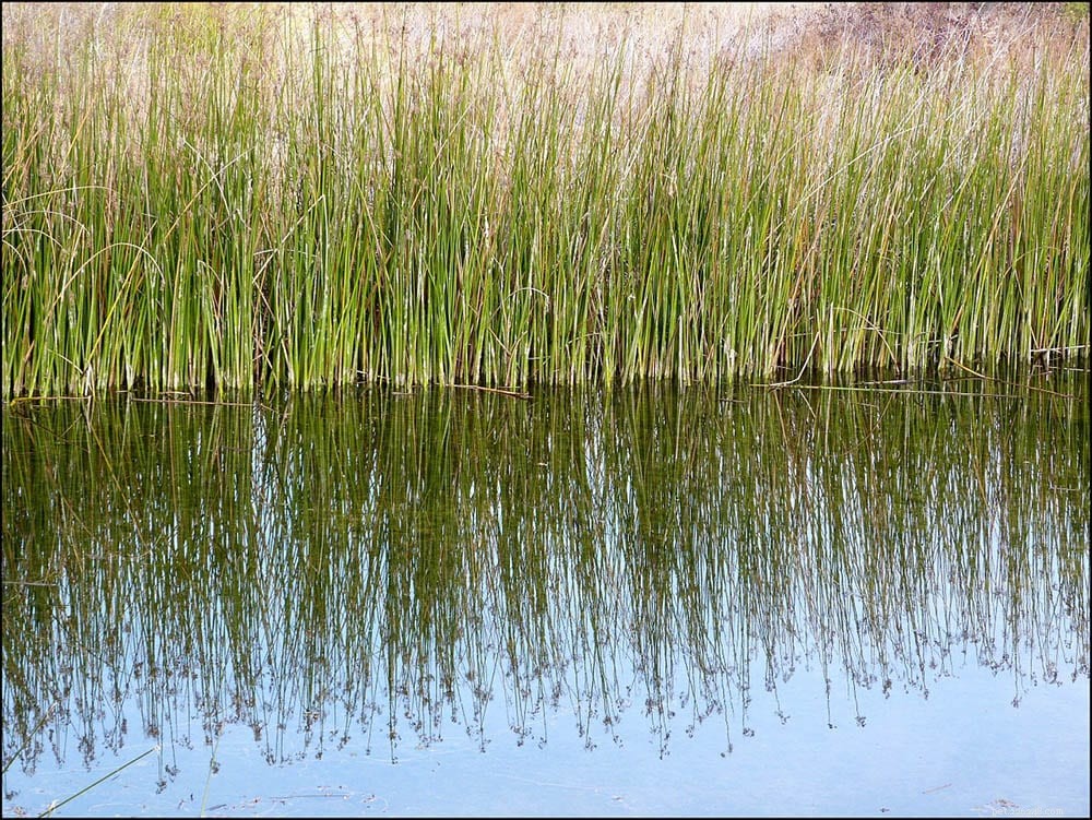 18 Common Pond Weeds & How to Identify & Control Them