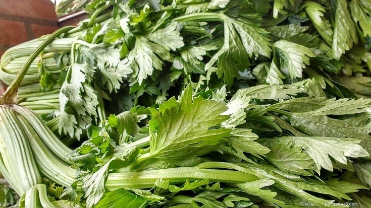 Can Tortoises Eat Celery? A Vet-Approved Guide