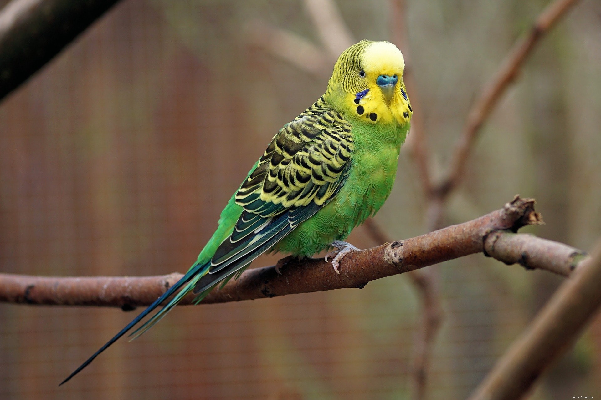 Can Budgies Safely Consume Peanut Butter? Key Nutritional Insights